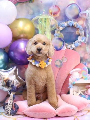 20240821アルトくん